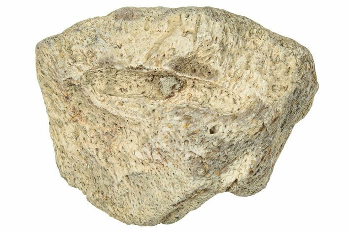 Dinosaur (Triceratops) Frill Shield Section - Montana #330137